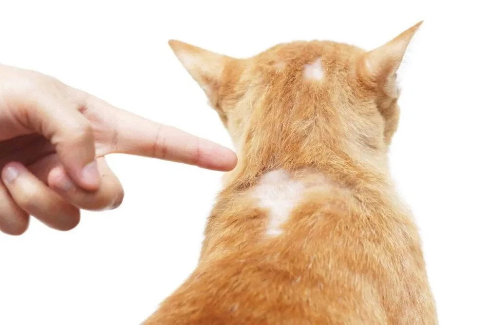 Hair Loss In Cats Symptoms And Treatment Cat Care Clinic