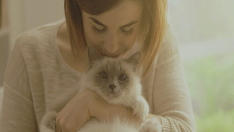 How to Socialize a Kitten: The Ultimate Guide - Cat Care Clinic