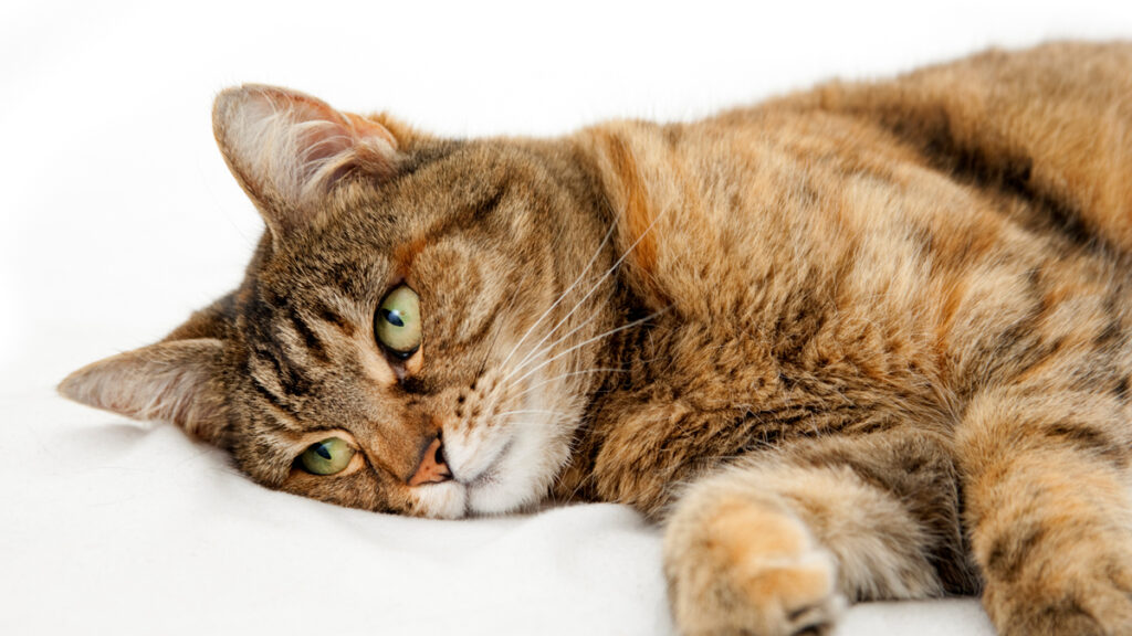 How long does the cat live Cat Care Clinic