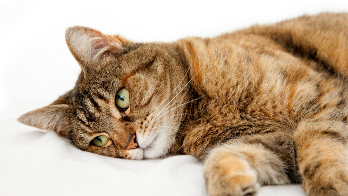 How long does the cat live Cat Care Clinic