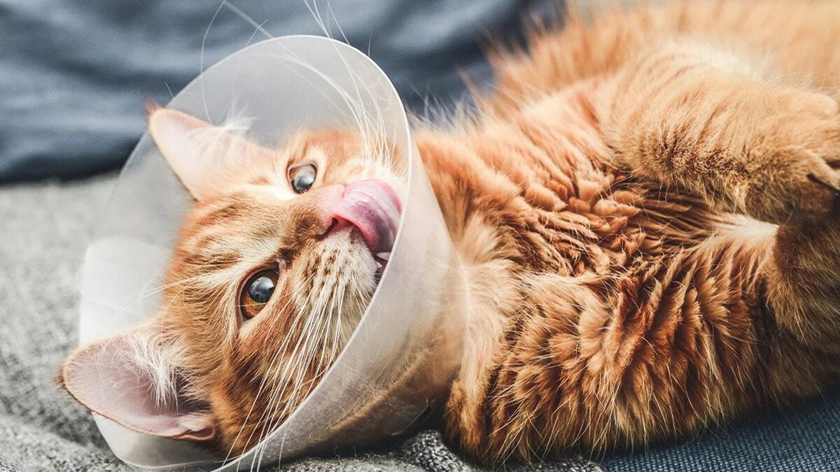 Signs of infection after neutering a cat Cat Care Clinic