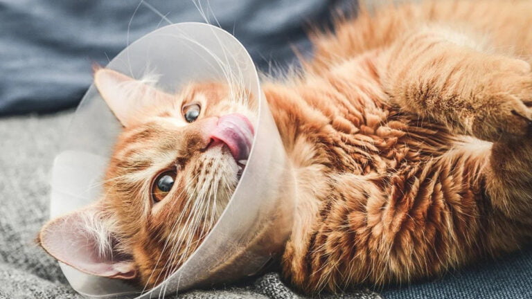 signs-of-infection-after-neutering-a-cat-cat-care-clinic