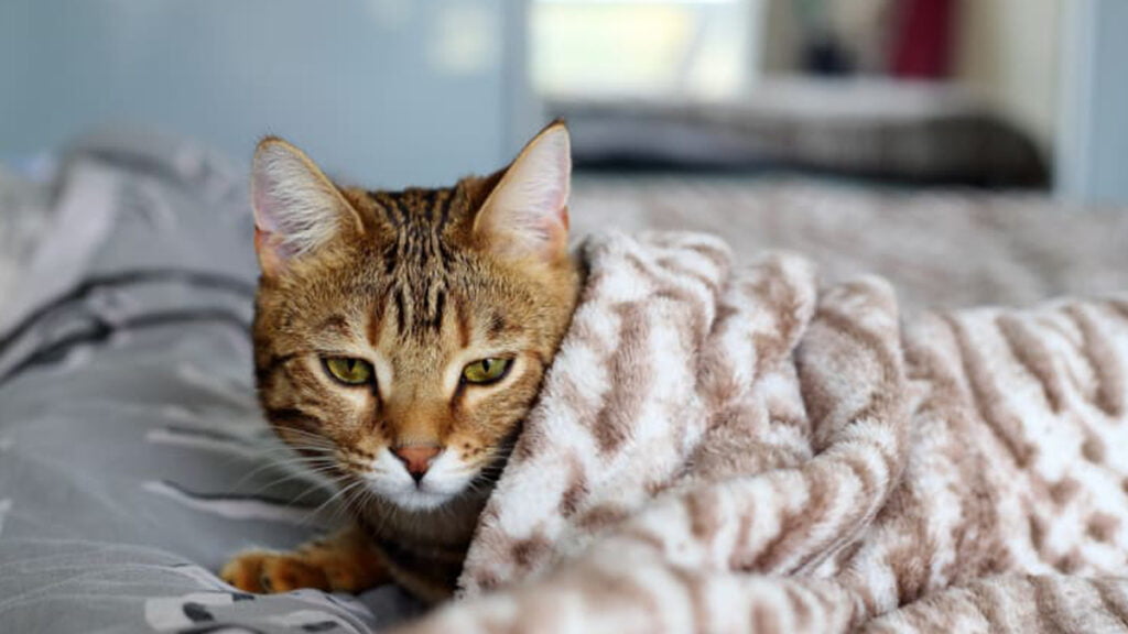 Cat has a cold: Symptoms and Treatment - Cat Care Clinic