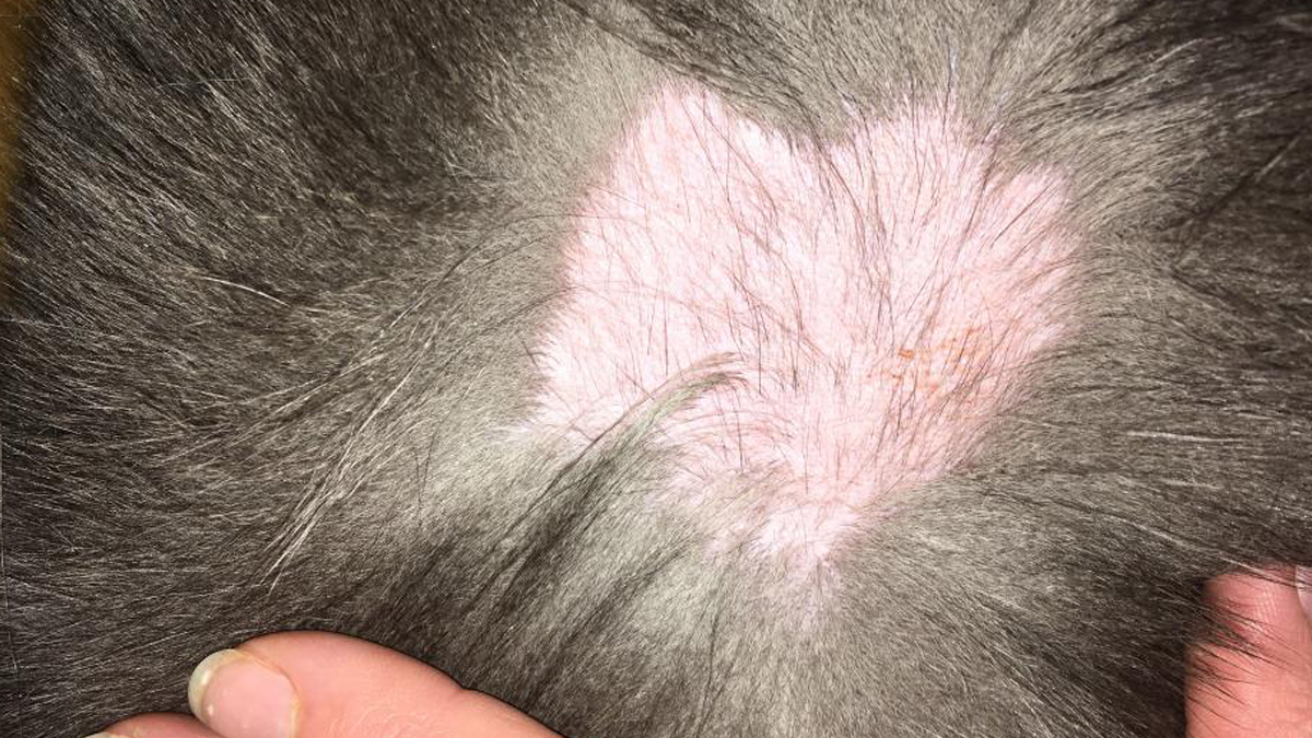 Hair Loss in Cats Symptoms and Treatment Cat Care Clinic
