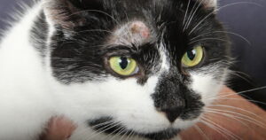 Cat hair loss due to skin conditions