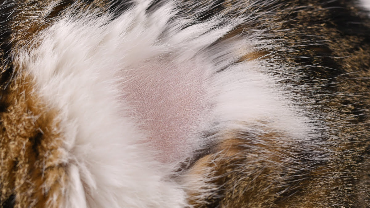 Hair Loss in Cats Symptoms and Treatment Cat Care Clinic