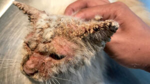 Causes of Hair Loss on a Cat